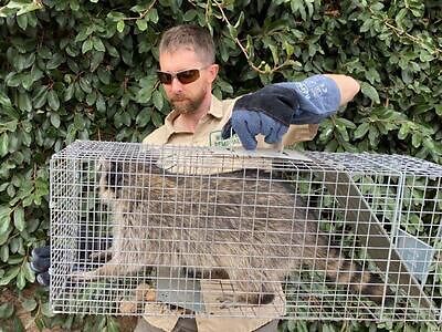 Kansas City raccoon trapping